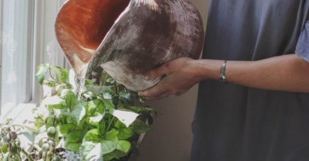 SAČUVAJTE VAŠE BILJKE POMOĆU OVOG RASTVORA! Oporaviće uvelo cvijeće i zaštititi,MARAVI ĆE BJEŽATI!