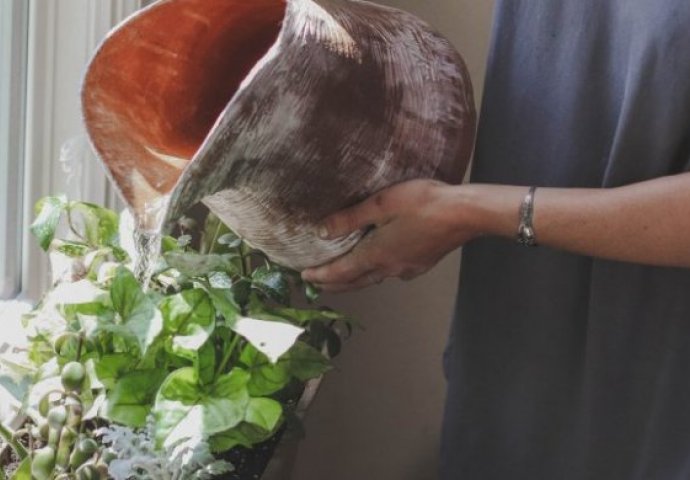 SAČUVAJTE VAŠE BILJKE POMOĆU OVOG RASTVORA! Oporaviće uvelo cvijeće i zaštititi,MARAVI ĆE BJEŽATI!