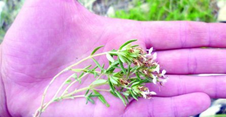 POZNATI TRAVAR TVRDI! SAMO 1 KAŠIČICA OVE BILJKE SE POMIJEŠA SA VRELOM VODOM I PIJE 10 DANA: Ovako se IZBACUJU SVI OTROVI IZ ORGANIZMA i jača imunitet!