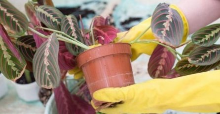 CVIJEĆE VAM NIKADA NEĆE UVENUTI NITI ĆE IMATI ŽUTE LISTOVE: Pomiješajte ova tri sastojka i pospite po biljci, DESIT ĆE SE ČUDO