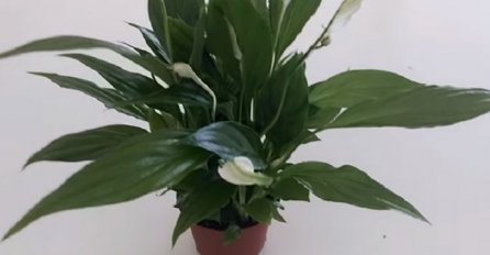 OVU BILJKU POKLONITE NEUDATOJ DJEVOJCI, DONOSI VELIKU SREĆU - NAŠE BAKE KAŽU DA ĆE SE ODMAH UDATI: Tvrde da stvarno djeluje