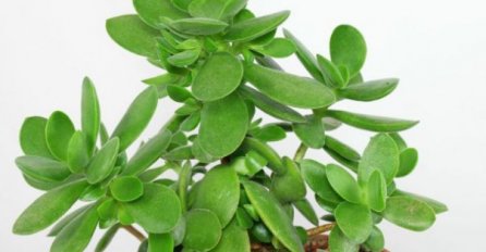 OVA FENG ŠUI BILJKA DONOSI NOVAC, STAVITE JE S DESNE STRANE ULAZNIH VRATA I PRIVUĆI ĆETE ENERGIJU: Otkriven trik, djeluje sigurno