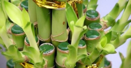 OTVORITE VRATA SREĆI, OVA BILJKA DONOSI LJUBAV I BRDO PARA: Mnogima je poboljšala život, ODMAH NABAVITE