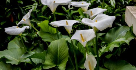 OVAKO SE GAJE KALE: Uz ova 2 uslova cvjetaju bujno i raskošno! Evo u kojim još bojama cvjetaju osim bijele!