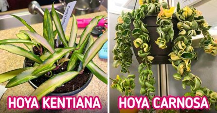 AKO MOŽETE PRONAĆI OVU BILJKU, OBAVEZNO JE KUPITE: Cijela kuća će vam mirisati na čokoladu, IMA PREDIVAN MIRIS