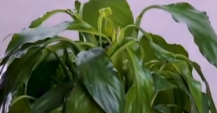 Ovaj trik će SPRIJEČITI da CVIJEĆE uvene, a možete ga i OPORAVITI uz pomoć SVOJE KOSE! 