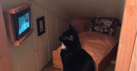 Vlasnik mački izgradio posebnu spavaću sobu, ima čak i svoj televizor