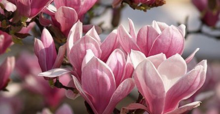 OVU BILJKU ZOVU KRALJICA PROLJEĆA! Cvjetaće punim sjajem ako je ovako njegujete!