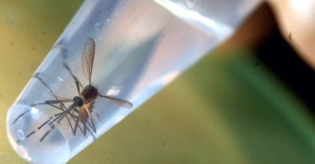 NERVIRAJU VAS KOMARCI? Evo kako da ih se riješite pomoću stvari koje već imate u kući!