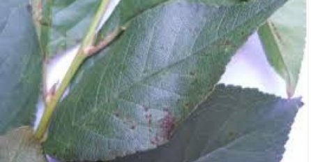 LIŠĆE OVE BILJKE POTOPITE U PIVO I SKUHAJTE, BIT ĆETE NAM ZAHVALNI: Trik otkrili iskusni travari, TVRDE DA STVARNO DJELUJE