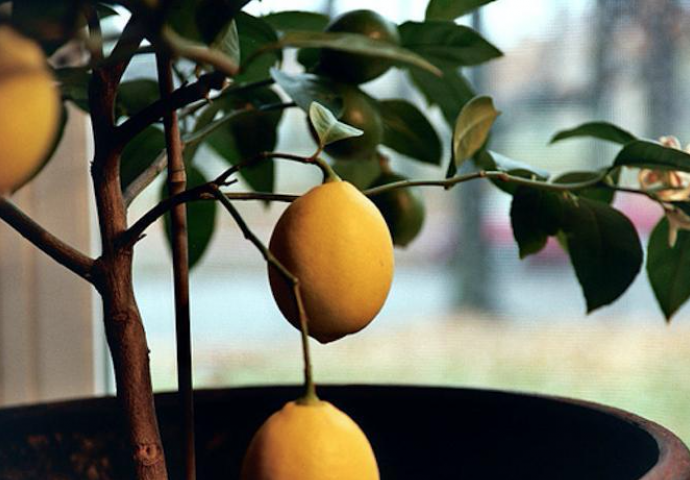 DOMAĆICE PODIJELILE SAVJET: Zasadite limun u saksiji NA OVAJ NAČIN, Imaćete neograničene zalihe cijele godine!