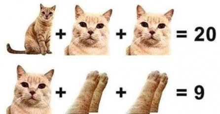 Mnogi ne znaju rezultat: Možete li odrediti koliko koja mačka poena vrijedi