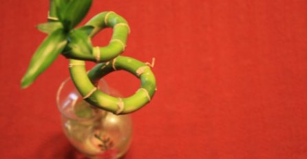 OVA BILJKA DONOSI SREĆU, LJUBAV I USPJEH U PORODICU, ODMAH JE NABAVITE: Ne treba joj posebna njega, USPJEVA SVIMA