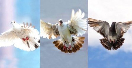 ODABERITE 1 GOLUBA I SAZNAJTE ŠTA ĆE SE DESITI U NAREDNA 3 DANA: Svima je pogodilo, DOBRO JE ZNATI