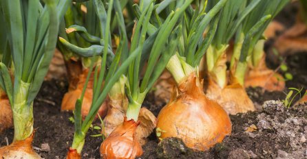 AKO ŽELITE DA OVE GODINE IMATE ŠTO VEĆI LUK, MORATE URADITI OVAJ TRIK: Slijedite ova 2 savjeta i imat ćete nikada veći urod