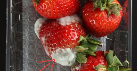 SVI ZNAMO DA SE JAGODE BRZO KVARE: Farmer je podijelio SJAJAN TRIK, OVAKO ĆE VAŠE JAGODE OSTATI SVJEŽE ŠTO DUŽE!