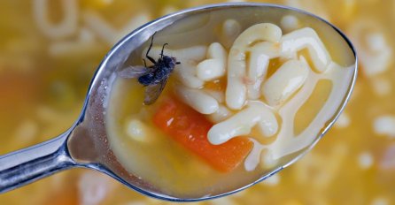 ODVRATNA ISTINA ZA KOJU NISTE SPREMNI: Evo što se zapravo događa kad vam muha sleti na hranu