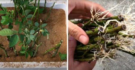 ŽENA PODIJELILA GENIJALAN TRIK: Ovako ćete ZA SAMO MJESEC DANA PRESADITI VAŠU OMILJENU RUŽU, sigurno će uspjeti a cvjetovi će biti identični 