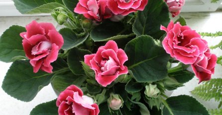 AKO VAM SE CVIJEĆE OSUŠILO - NE BACAJTE GA: Ova 3 sastojka ga vraćaju u život, PROVJERENO RADI!