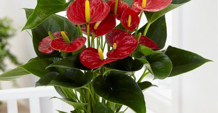 ODMAH POSADITE JEDNU SAKSIJU! “Ženska sreća”, Ovo je magična biljka za žene