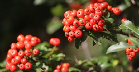 Kod nas raste kao korov, a liječi sve bolesti: NAJLJEKOVITIJA BILJKA NA SVIJETU, jeste li znali?