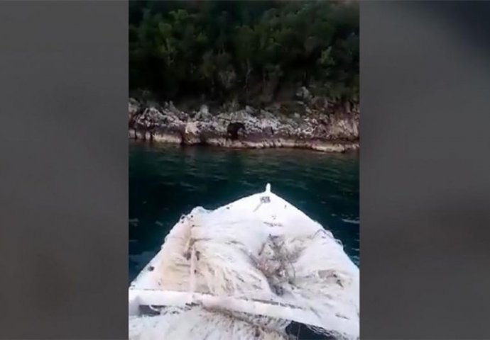 Medvjed se kupao u moru u blizini Neuma (VIDEO)