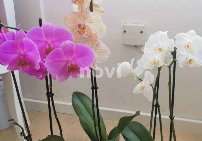 4 savjeta da orhideje opstanu tokom zime i dočekaju proljeće okićene cvjetovima: TAJNI TRIKOVE KOJE MALO KO ZNA