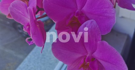 EVO ŠTA JA RADIM SVOJIM ORHIDEJAMA, PA MI STALNO CVJETAJU: Cvjećarka otkrila u čemu je tajna