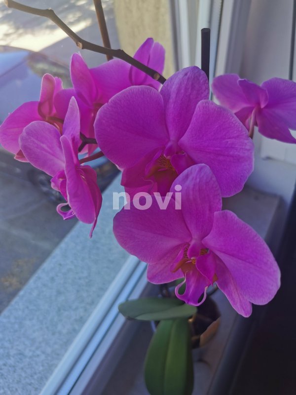 orhideja-novi-ba2