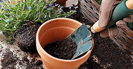 TRIK PROFESIONALNIH CVJEĆARA: Stavite ovo u saksiju i posmatrajte kako se dešava čudo!