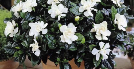 Ljepotica nježnih cvjetova, koja čisti vazduh i obožava vlagu: Posadite gardeniju, a mi vam donosimo trikove za jednostavnu njegu 