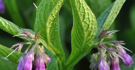 NIKO NE ZNA! Ova biljka je KORISNA, ALI I SMRTONOSNA – pazite ako je koristite