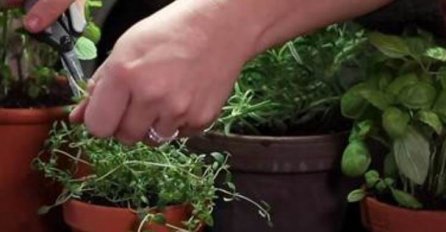 STIŽE SEZONA KOMARACA! DONOSIMO 4 PRIRODNA NAČINA DA IH OTJERATE: Posadite OVE BILJKE I BJEŽAT će od vaše kuće, NAJJEFTINIJI TRIK DO SADA!