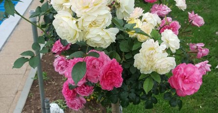 ŽENE LUDE ZA OVOM RUŽOM ALI RIJETKO KOME USPIJEVAJU: Donosimo vam savjete kako da UZGAJATE RUŽU STABLAŠICU, sa ovim će vam CVJETATI KAO LUDE