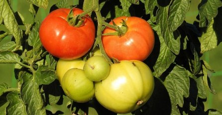 AKO GAJITE PARADAJZ, OBAVEZNO PORED NJEGA POSADITE I OVAJ CVIJET! Evo zašto!