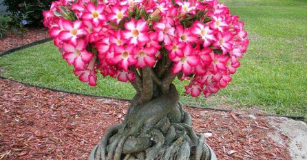 EVO KAKO DA NAPRAVITE RAJSKI VRT! Posadite Pustinjsku ružu i za tren oka imaćete cvjetni tepih u kojem ćete uživati do kasne jeseni