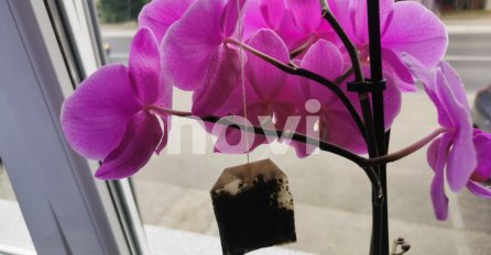 OVDJE SVI GRIJEŠE! ZATO VAM ORHIDEJA NE USPJEVA: Ovako se ne zalijeva, ovo je pravilo i ovako će VAM UVIJEK CVJETATI!