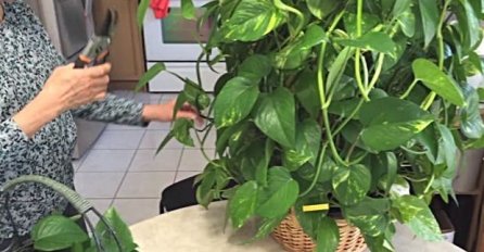 DA LI VI GAJITE BILJKU NOVCA? Zlatna puzavica donosi sreću, džepovi se samo pune - MNOGIMA JE POGODILO