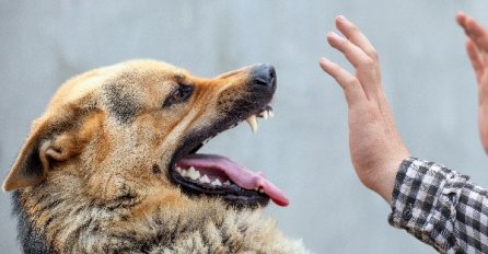 Zašto psi laju na neke ljude, a na neke neće? Konačno otkriven razlog, PSI VIDE NEŠTO ŠTO LJUDI NE MOGU