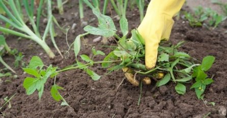 KUHINJSKA SO UNIŠTAVA KOROV SAMO POD JEDNIM USLOVOM: Riješite se problema na prirodan način