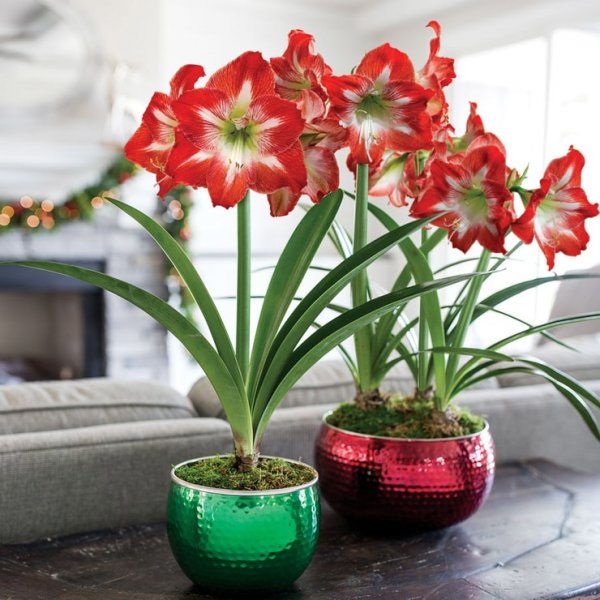 amarilis4