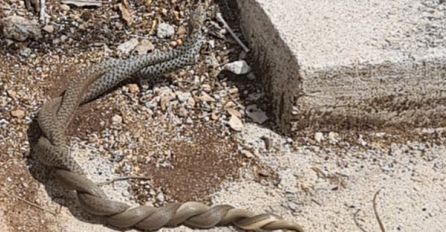 U Hrvatskoj snimljene zmije u "ljubavnom zagrljaju", od videa bi neke mogla proći jeza (VIDEO)