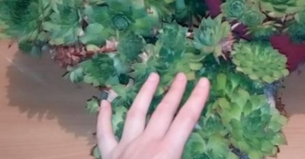 BOŽJI DAR IZ PRIRODE: Što će vam se dogoditi ako pojedete jedan list čuvarkuće?