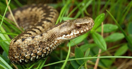 U BiH i regiji nema seruma protiv ugriza zmije, ali nema razloga za paniku