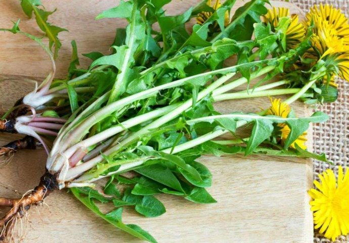 Korijen MASLAČKA učinkovitiji od kemoterapije, uberite ga dok nije kasno-  EVO KAKO SE KORISTI