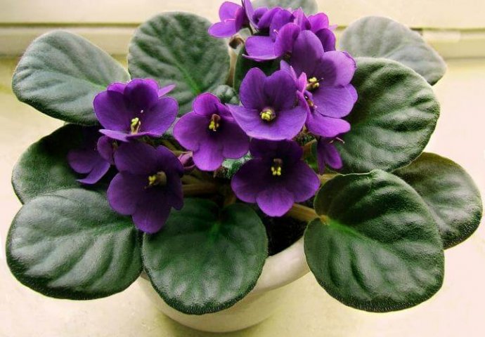 ŽENA OTKRILA TRIK ZLATA VRIJEDAN: Evo kako da vam LJUBIČICE stalno izbacuju raskošne cvjetove, EVO U ČEMU JE TAJNA