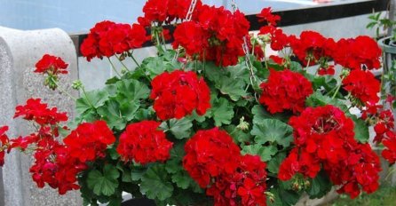 Želite BUJNE MUŠKATLE koje bogato cvjetaju cijelog ljeta? Biće dovoljna samo JEDNA KAP jeftinog sredstva