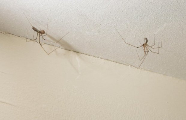 5b71b980-a224-430b-b569-21660a0a0a67-pauk-690x480-1-690x445