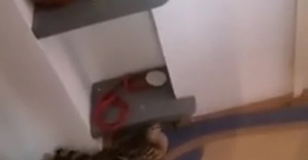 Ovog muškarca iz Srbije jutros probudila POTPUNO NEVJEROVATNA STVAR: Pogledajte šta mu je ušlo u kuću, "BRZO, GDJE MI JE USISIVAČ"