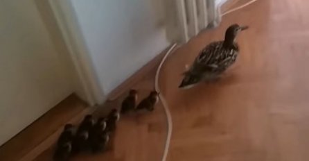 "NEMAM PREDSTAVU KAKO SE OVO DESILO" Novosađanin se ujutru probudio i njih ugledao u svojoj sobi: KAKO SU UŠLI? (VIDEO)